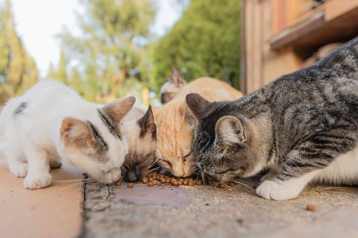 https://thecatsite.com/c/wp-content/uploads/2023/07/Colony-of-cats-feeding.-Wild-cats-living-outdoors.-A-group-of-stray-cats-eating-the-dry-cat-food-that-their-caregivers-give-them-3.jpg