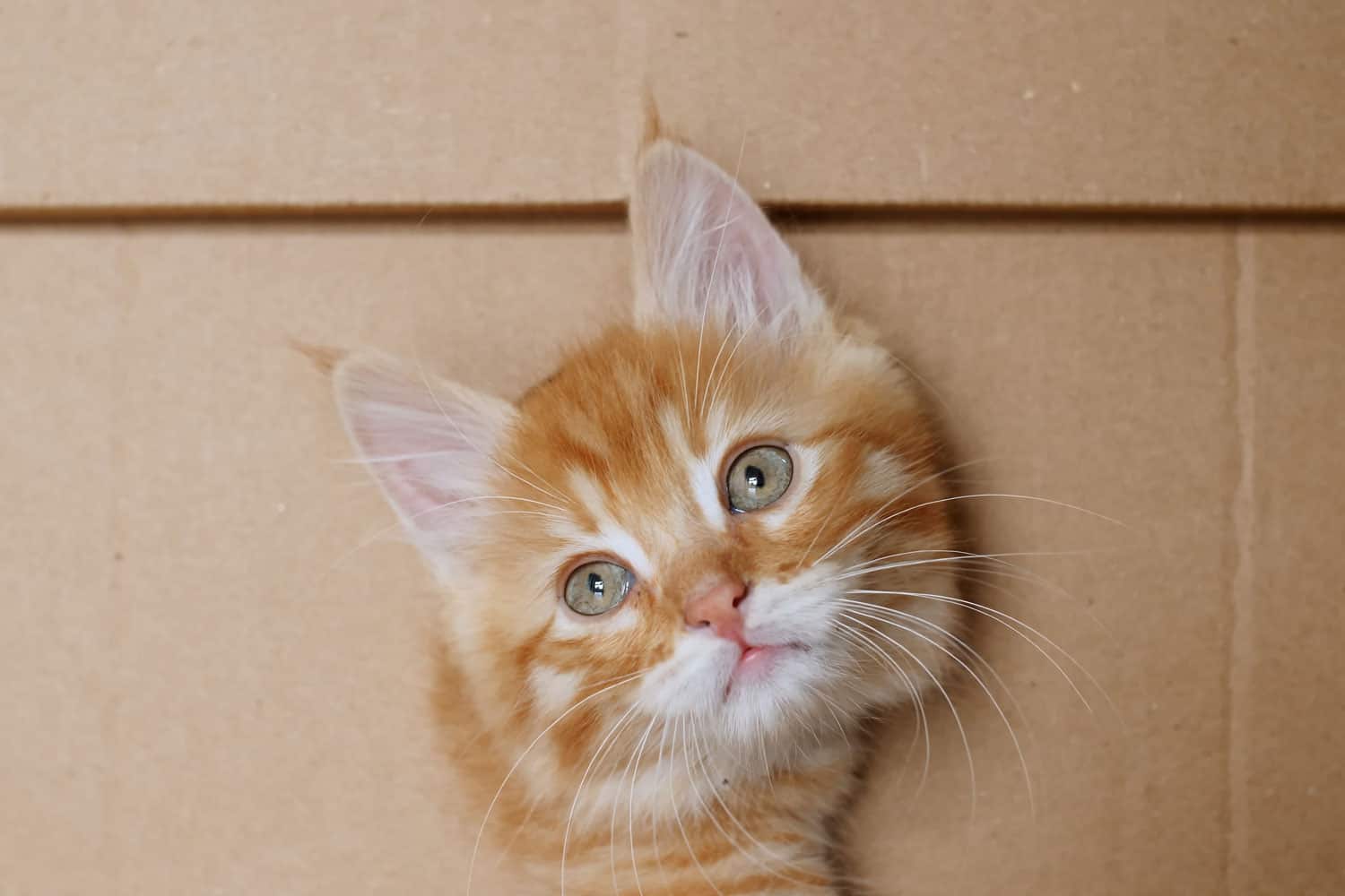 Cute Ginger Kitten Getting out From Hole in a Cardboard Box. Cat Hiding in Box.
