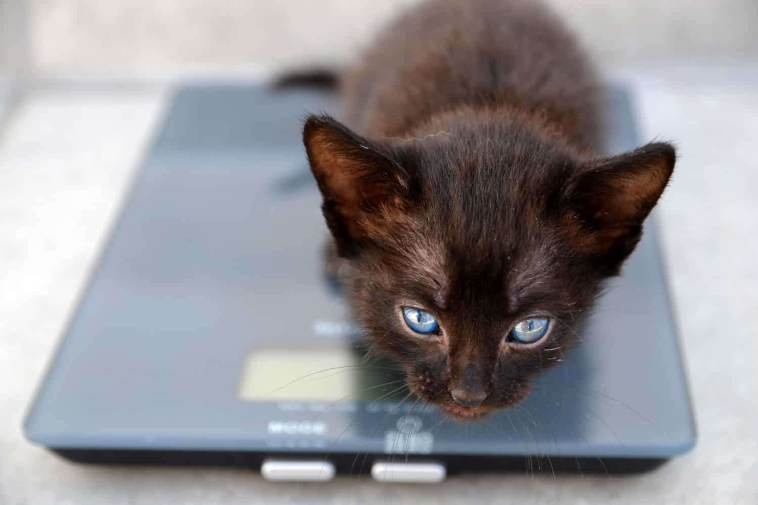 Cute fluffy black kitten is weighed on scale.Vet medicine for animals, pets health care concept.