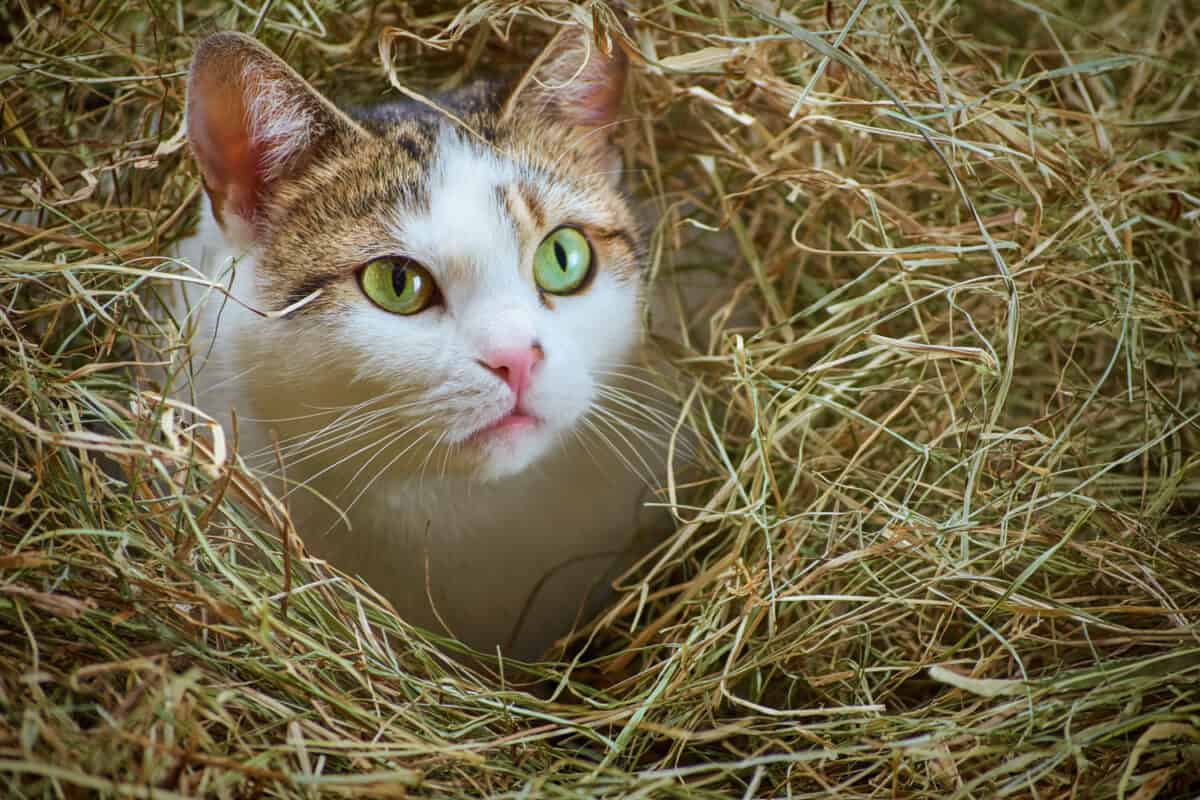 Stray Cat TNR - I know straw doesn't look as comfy and cozy as a