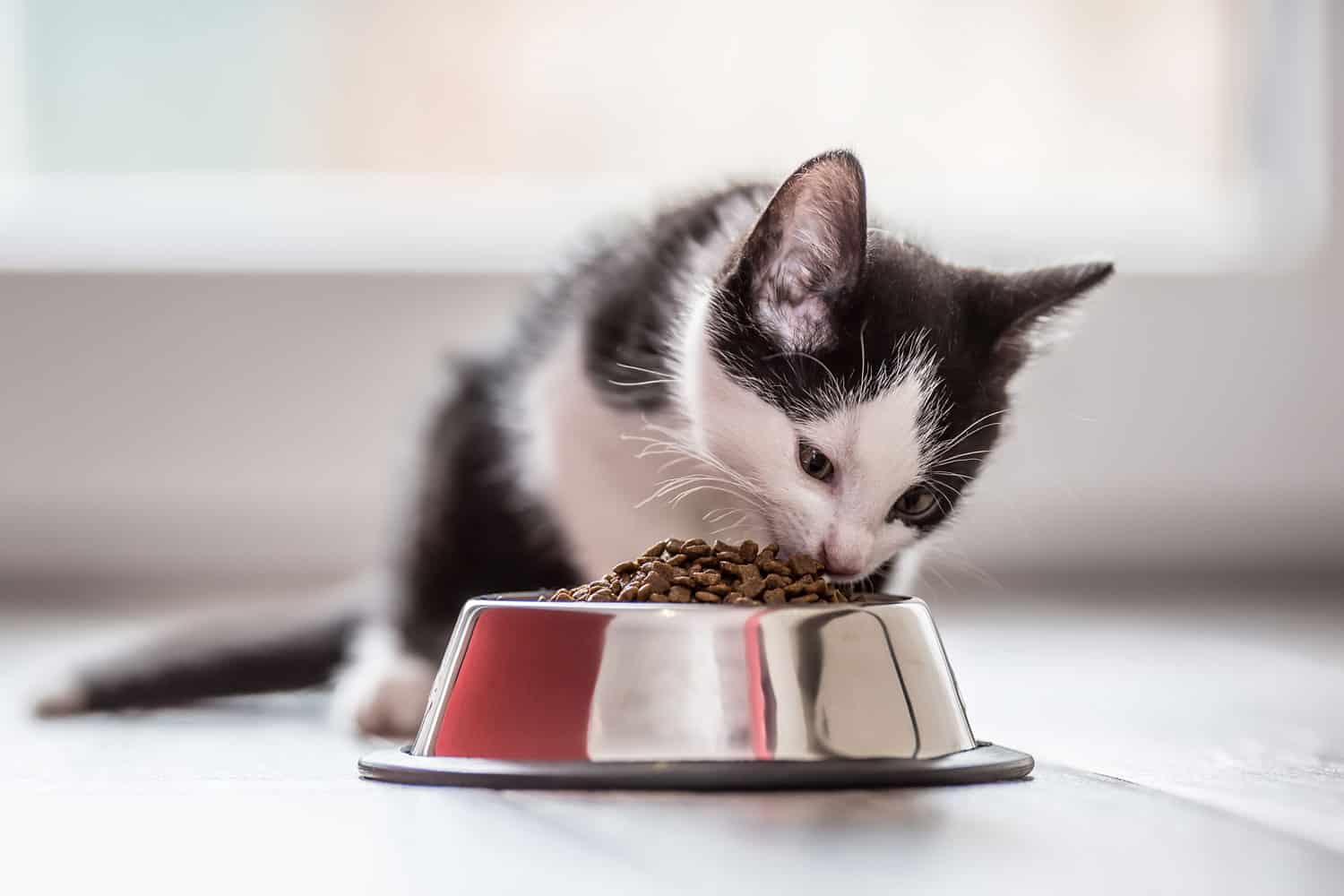Cute little kitten with a bowl of granules at home or in indoor.
