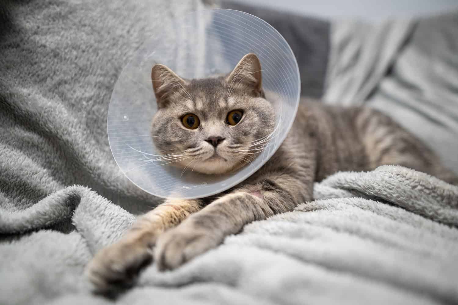 Domestic gray British Shorthair cat with orange eyes in a protective collar at home on the couch after surgery. The topic is medicine and the protection of pets. The cat is resting after castration.
