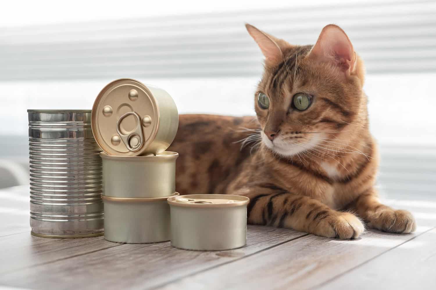 Domestic cat lies and looks at canned food.
