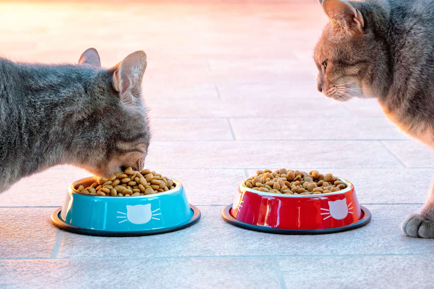 Excess intake of food in cats. Overeating in cats. Close up on cats eating in a bowl full of dry food. Obesity issue in cats. 