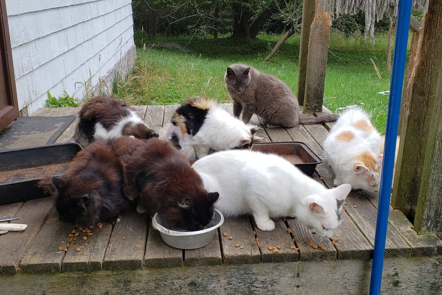 Feral cats gathering on the wooden stoop at a personal residence. The cats are white, gray, spotted, and of a variety of mixed breeds. They're eating solid food from pet food bowls.
