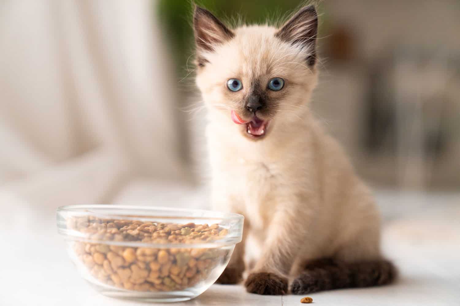 Funny little fluffy kitten eats dry food from a bowl. Kitten licks, delicious meal. Siamese or Thai cat breed. High quality photo
