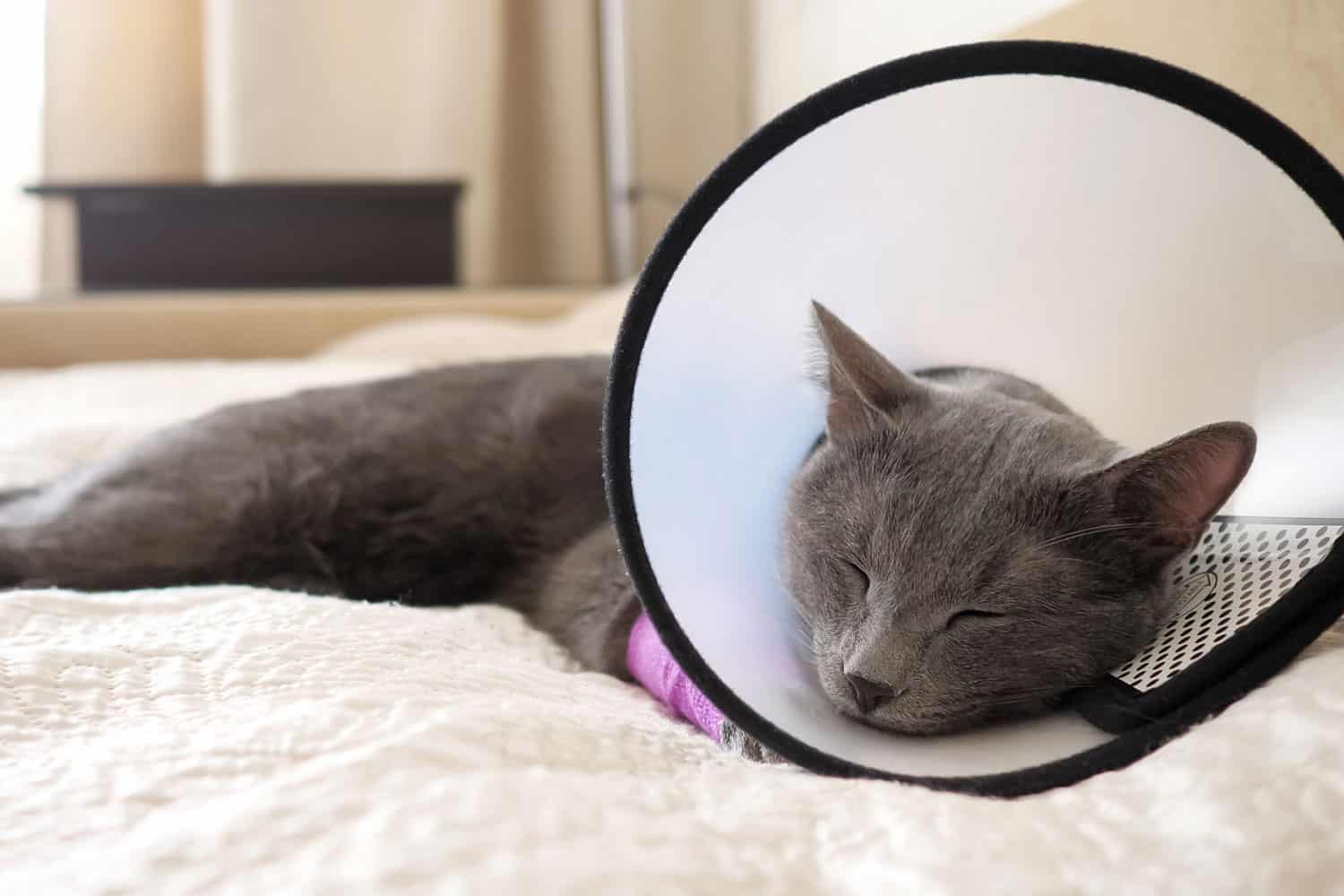 Gray cat in a veterinary collar sleeps on a bed.
