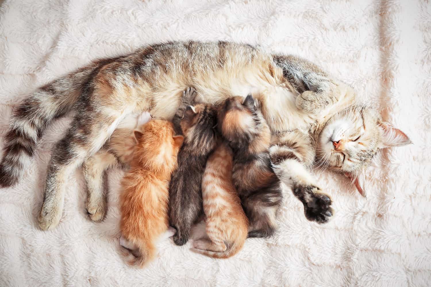 Grey mother cat nursing her babies kittens, close up
