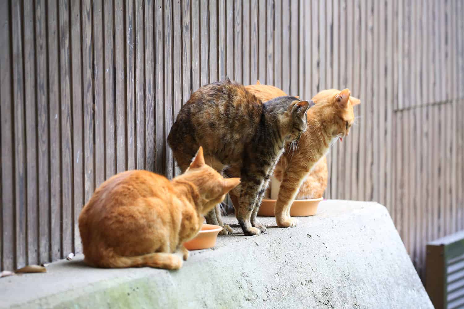 Group of stray-feral cats stretching in Park, Japan

