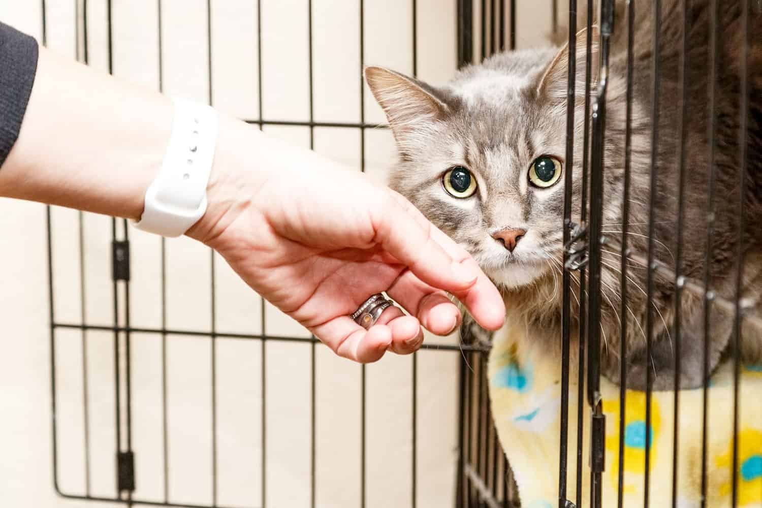 How Much Does It Cost To Adopt a Cat