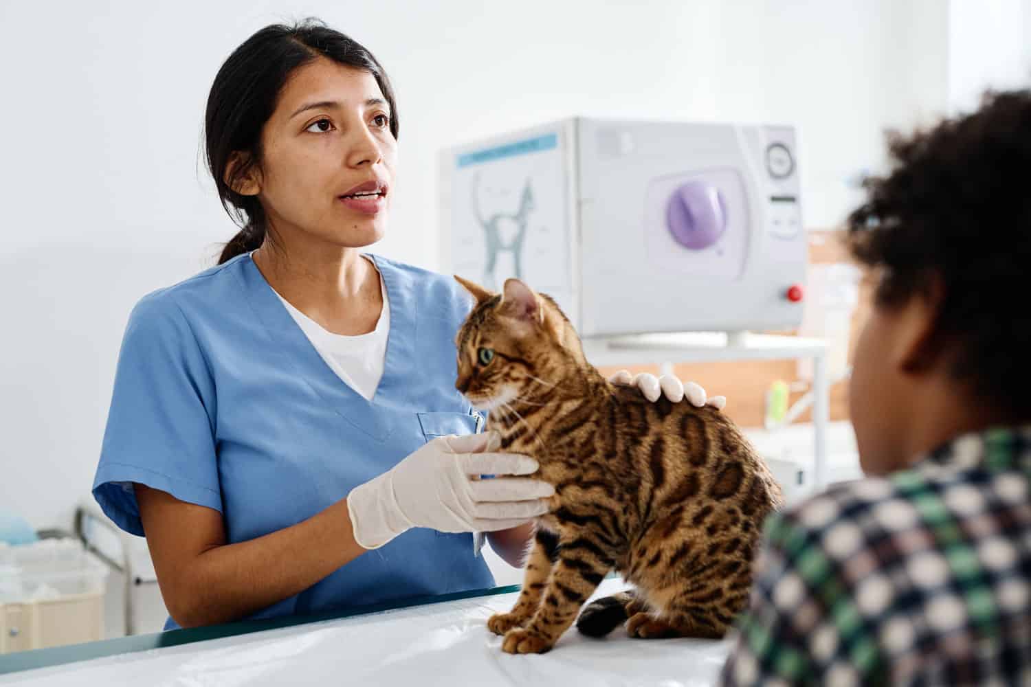 woman working in modern vet clinic talking to bengal cats owners while palpating its body
