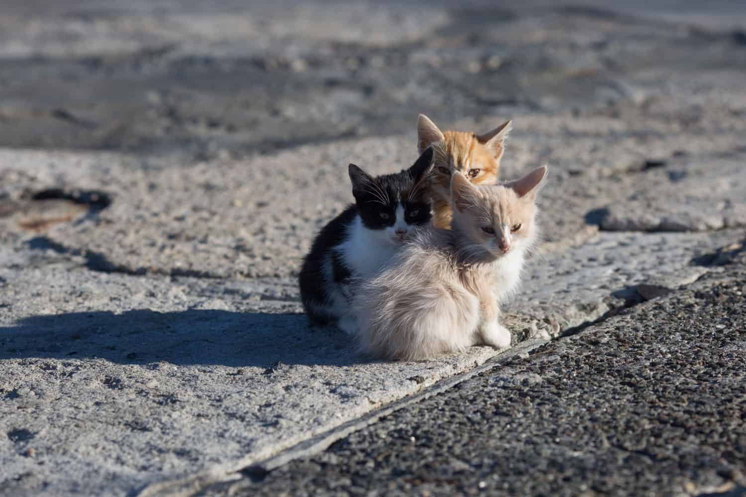 Homeless animals. Group homeless kittens on concrete pier in sea port
