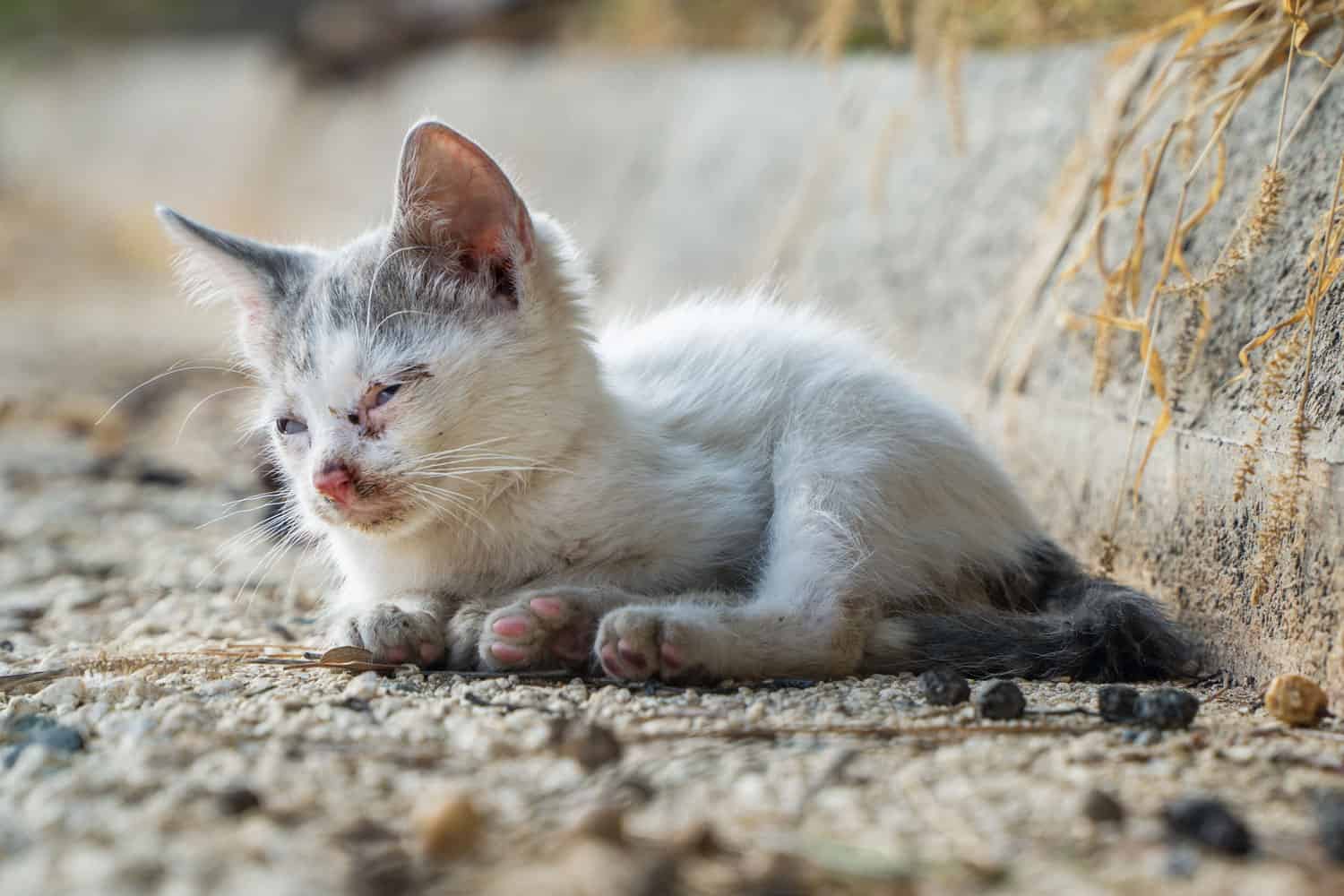 Homeless kitten abandoned on the street.
