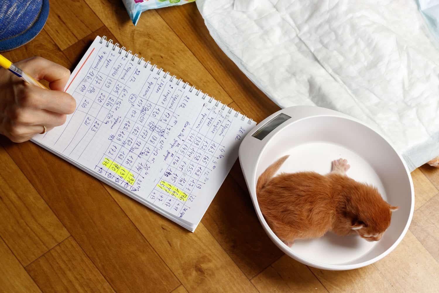 Kitten weight measurement on electronic scales. A woman is weighing a newborn Maine Coon and write results in notebook. Determining the need for artificial feeding of a kitten. Cat development control

