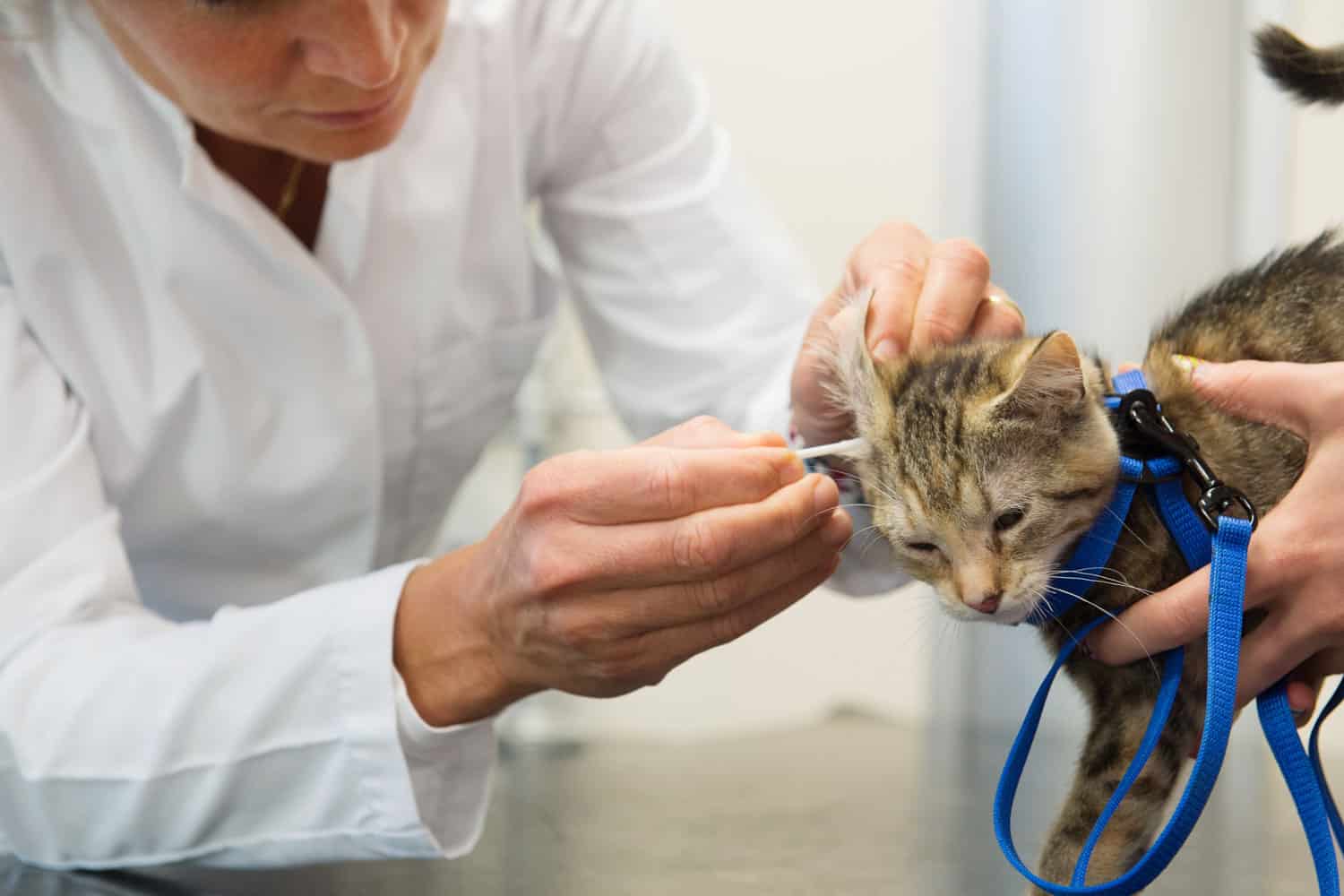 Little kitten cat for examination of the ear on the table by the veterinarian
