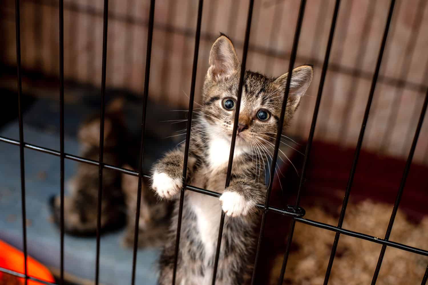 Little tabby cute kitten in the cage in cat shelter. Cat baby crying in the cage.
