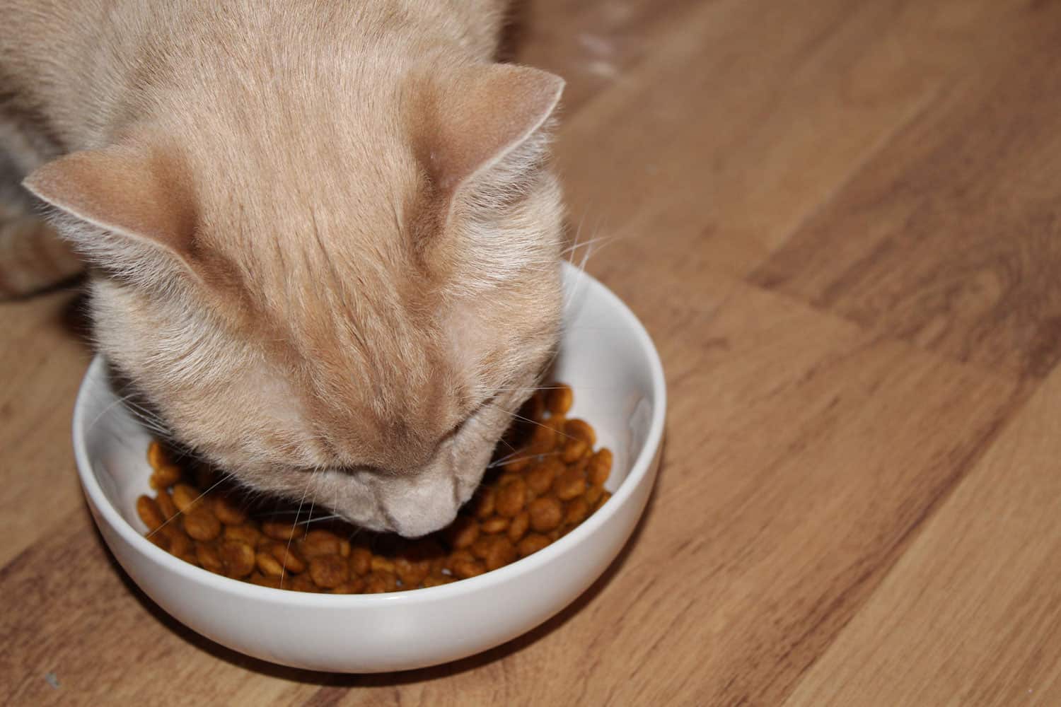 Male Orange Cat Eating Kibble Out of a White Dish
