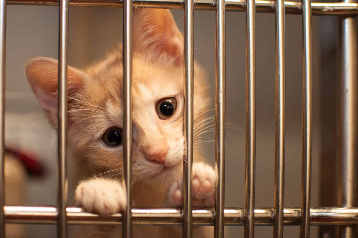 Orange Tabby Kitten looking sad behind cage
