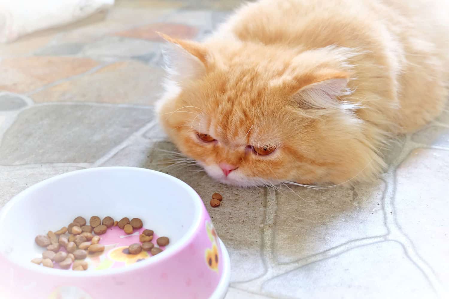 Persian cat boring food on concrete floor
