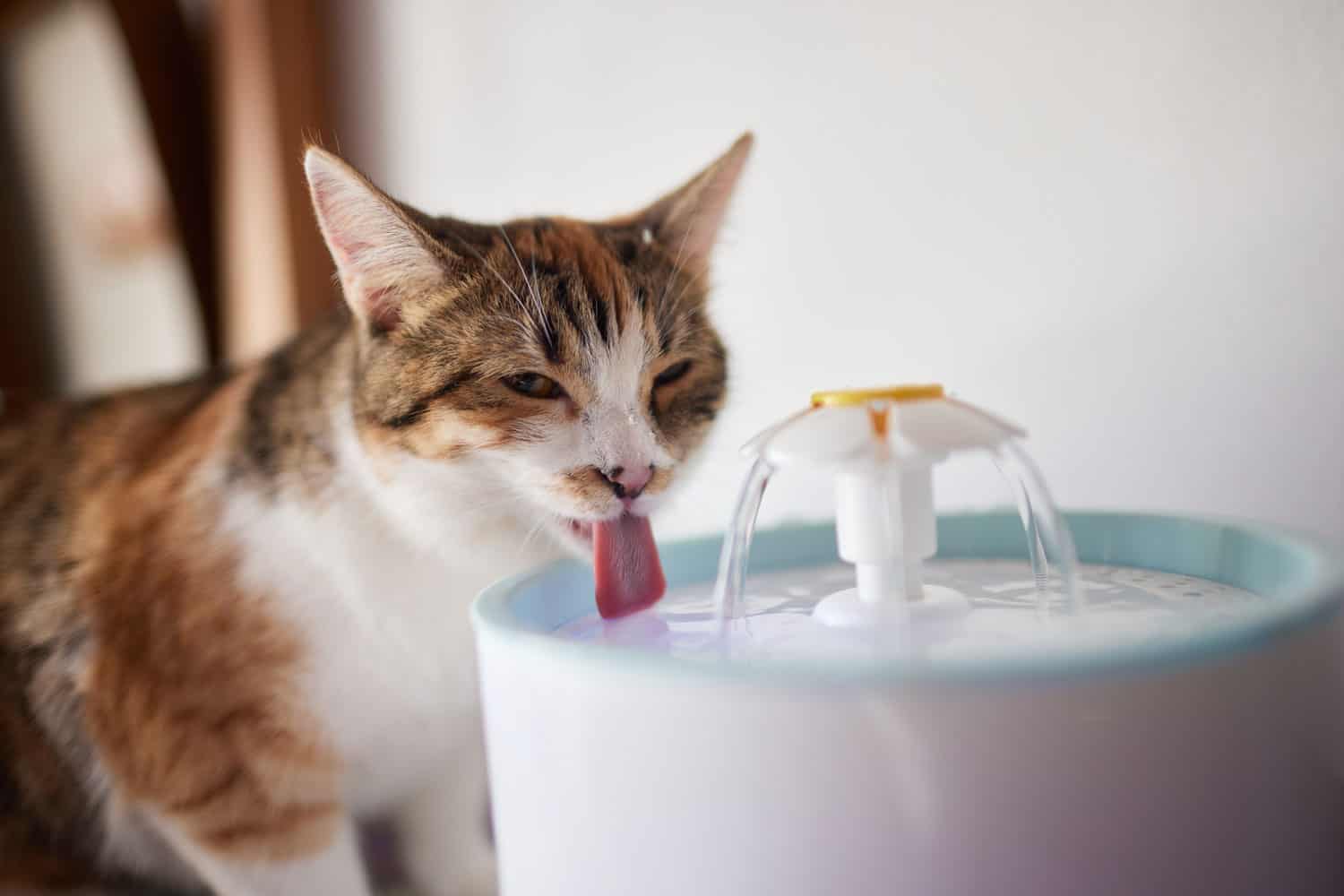 Pet water dispenser with automatic gravity refill.
