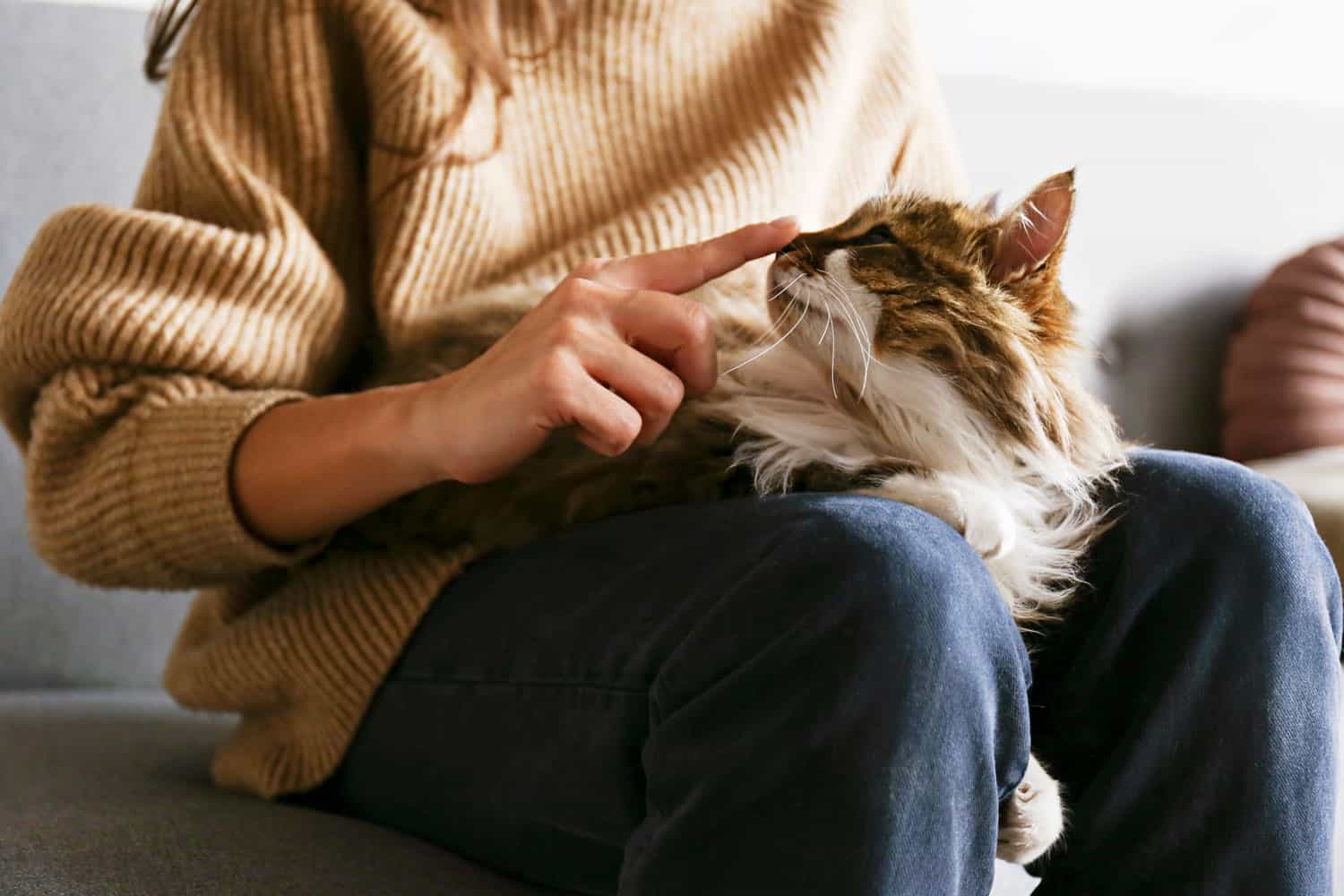 Portrait of cute domestic cat with green eyes lying with owner at home. Unrecognizable young woman petting purebred straight-eared long hair kitty on her lap.