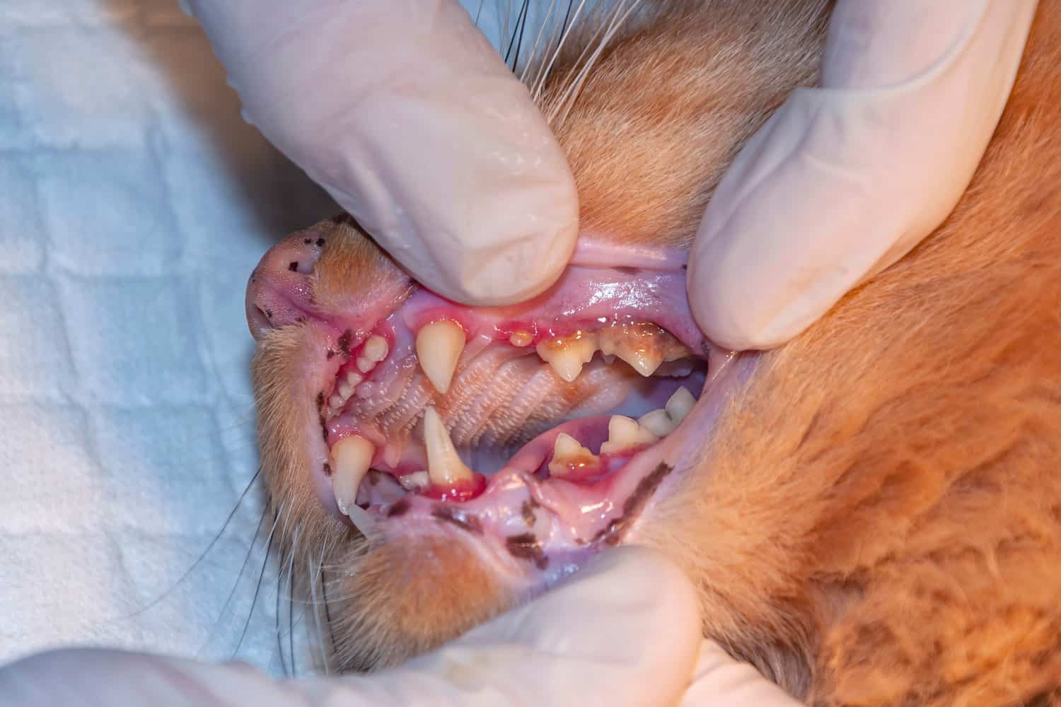 Professional veterinarian examining cat's teeth in clinic. The cat has diseased teeth (concept veterinary stomatology, pet care)
