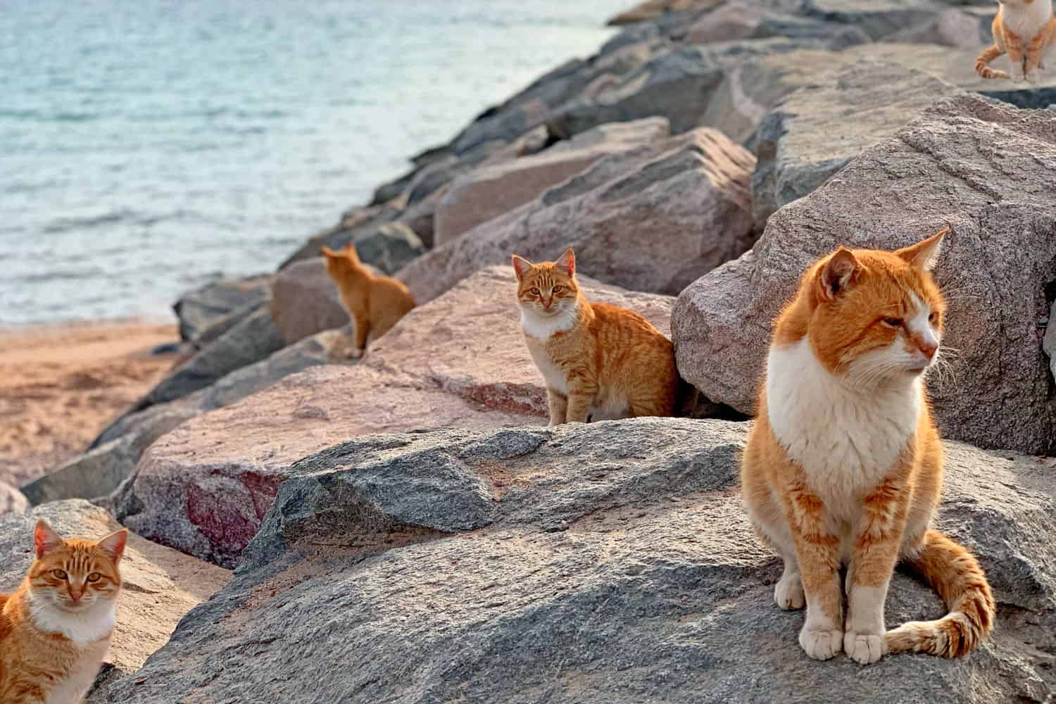 Red cats on sea beach in Japan island. Group stray ginger cats on blue sea rocks background. Cute red cat sitting on sea island beach. Many wild feral animals relax on island beach, sunset landscape

