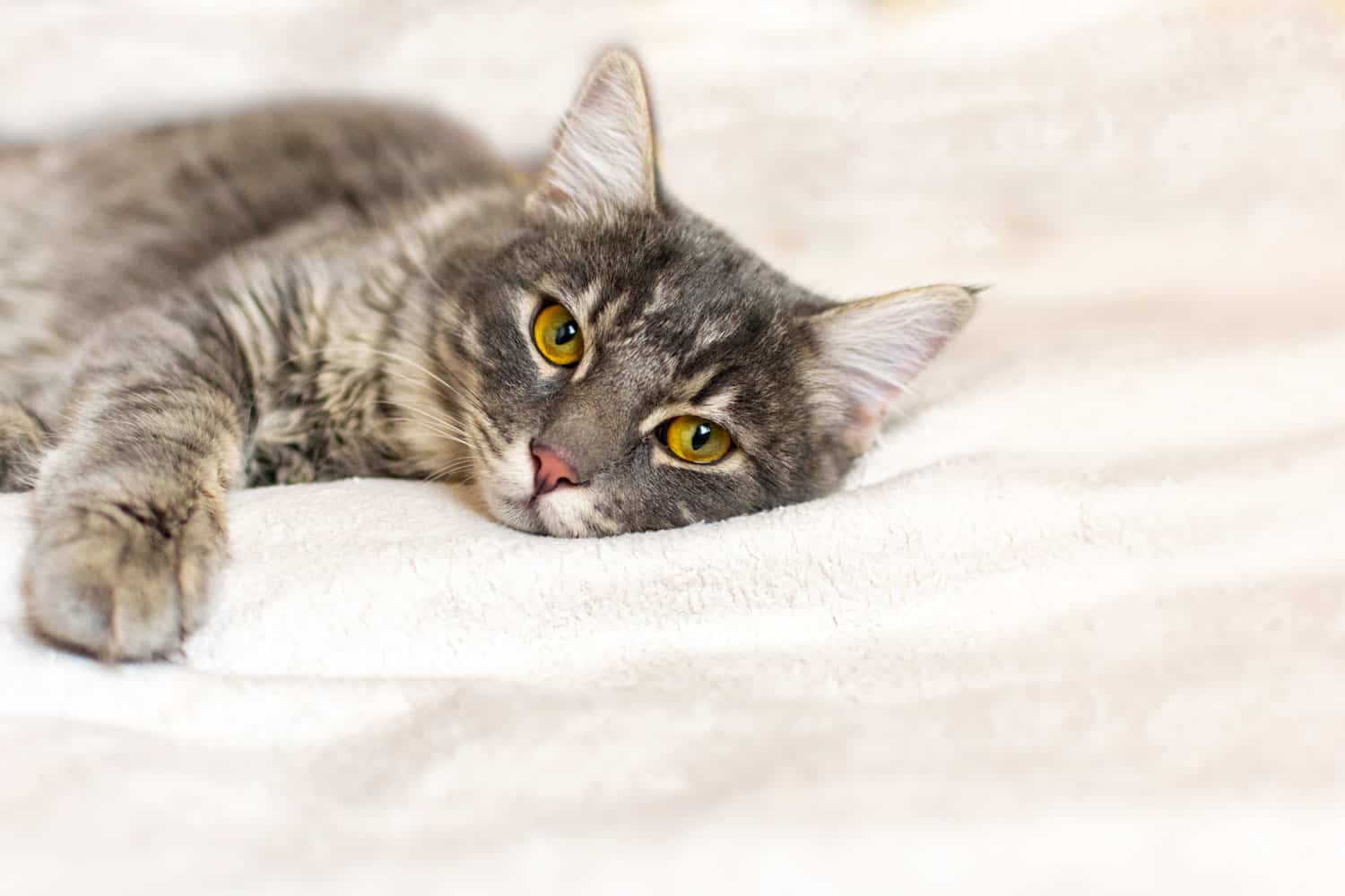 Sad sick young gray cat lies on a white fluffy blanket in a veterinary clinic for pets. Depressed illness, suppressed by the disease animal looks at the camera. Feline health background