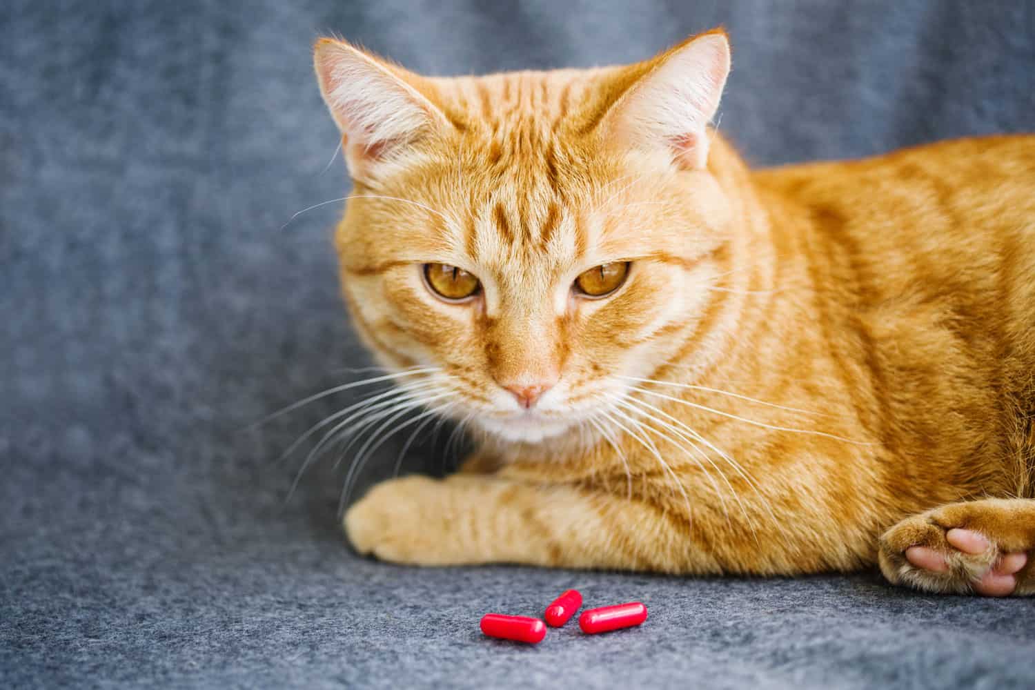 Sad orange cat and red pills closeup
