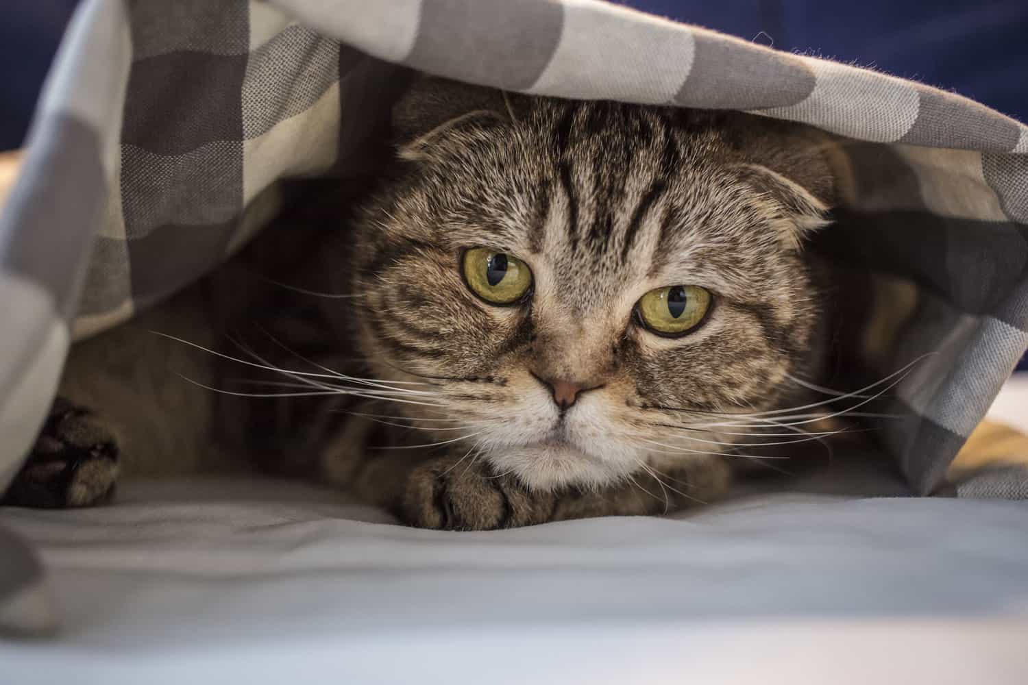 Scottish cat has hidden in fright under the checkered blanket, close-up
