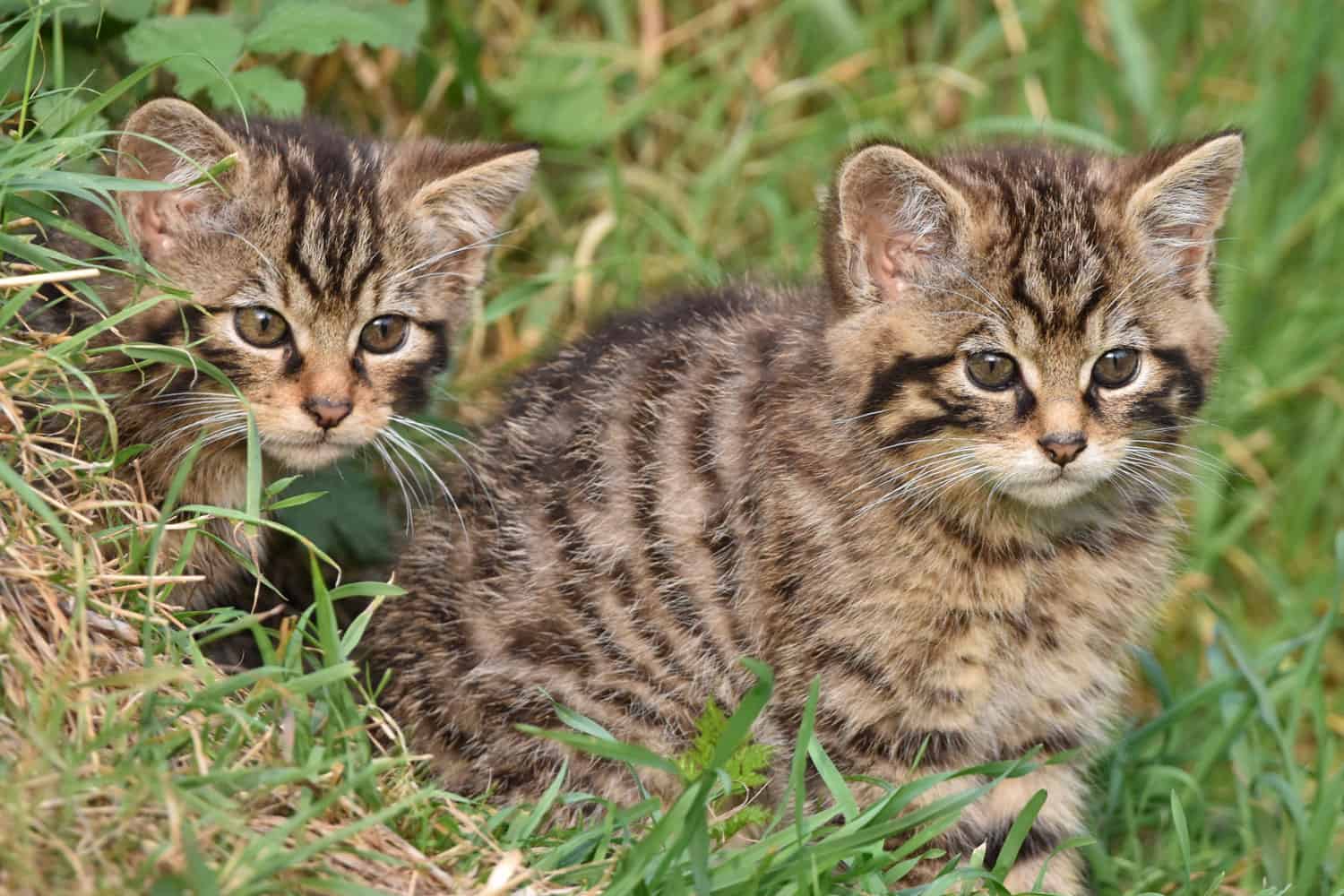 Scottish wildcats two kittens in grass
