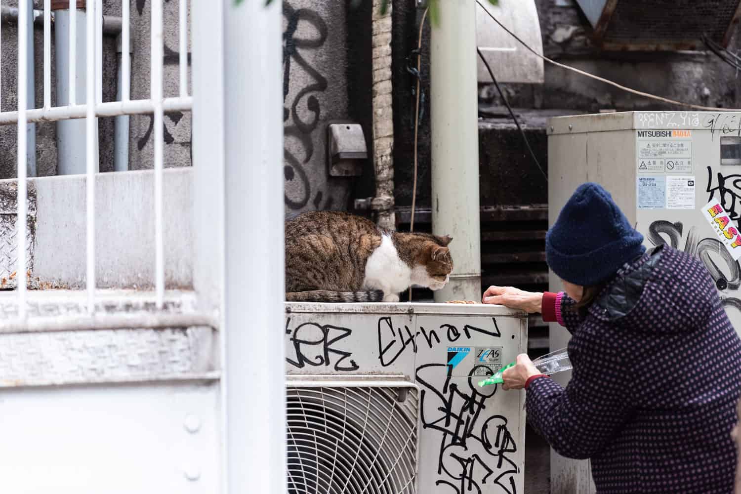 Senior woman feeding stray cat with dry food in Shinjuku boardwalk Four Seasons Park