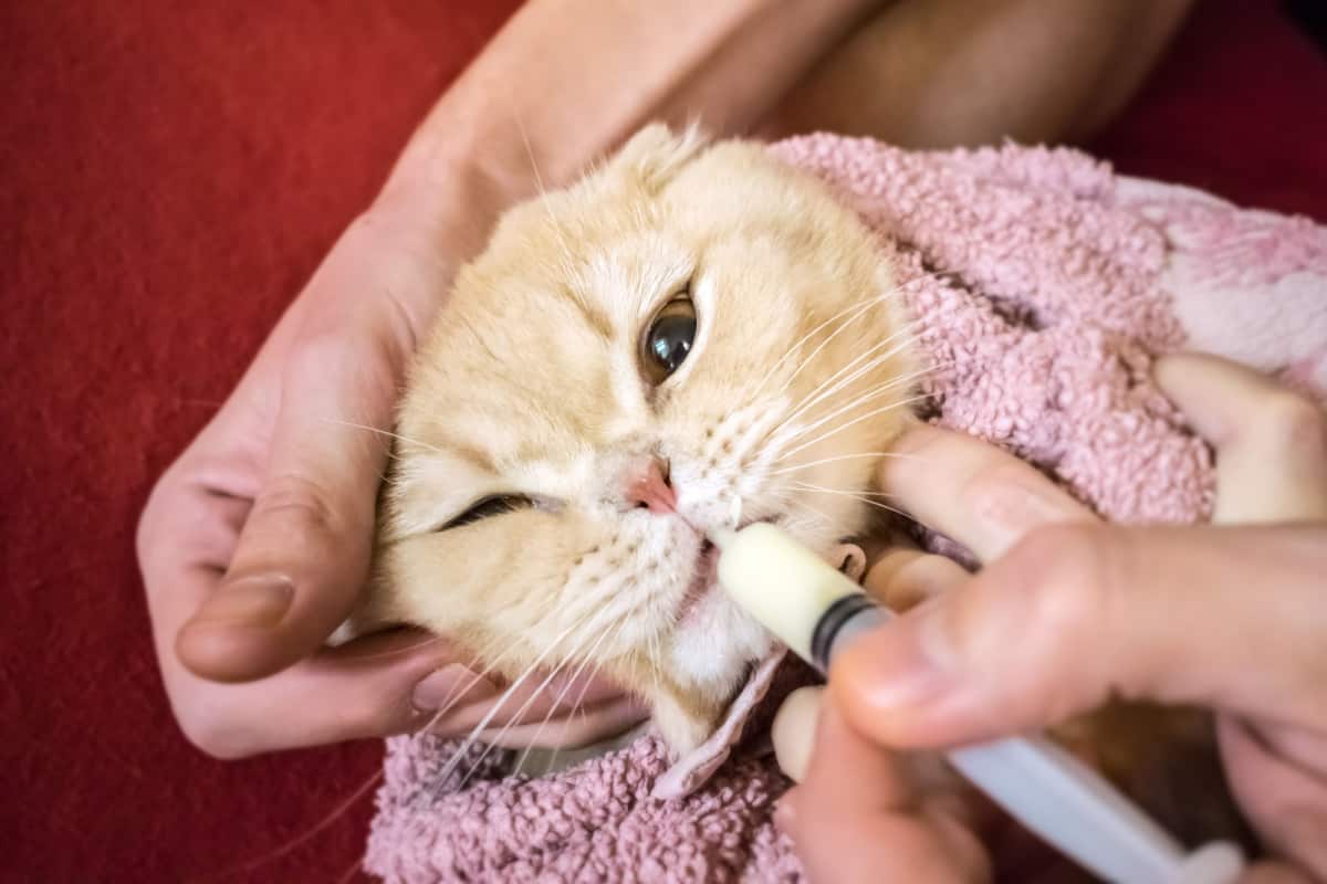 man's hand gives a medicine in a syringe to a Scottish cat wrapped in towel