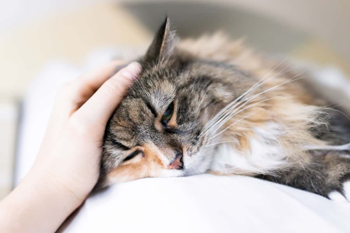 cara de gato acostada en la cama mientras una mujer acaricia su cabeza con la mano
