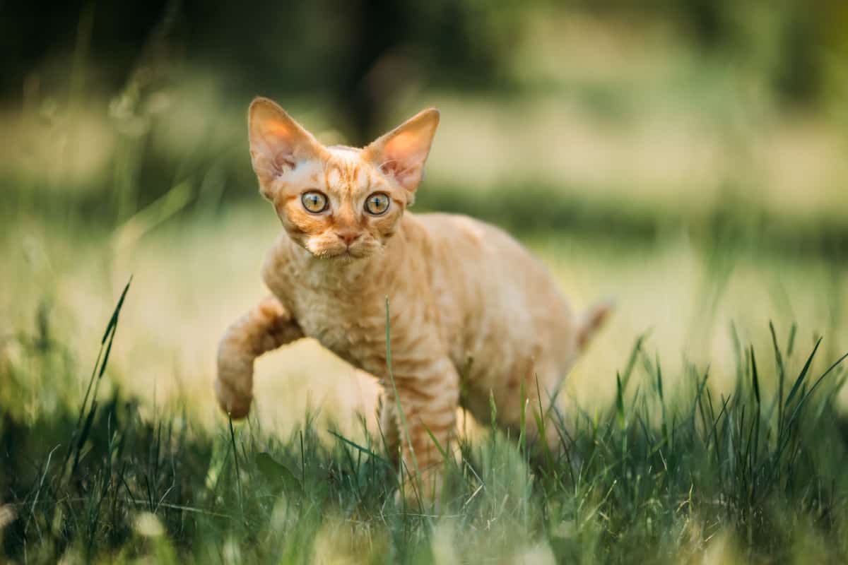 Ginger Devon Rex kitten in green grass