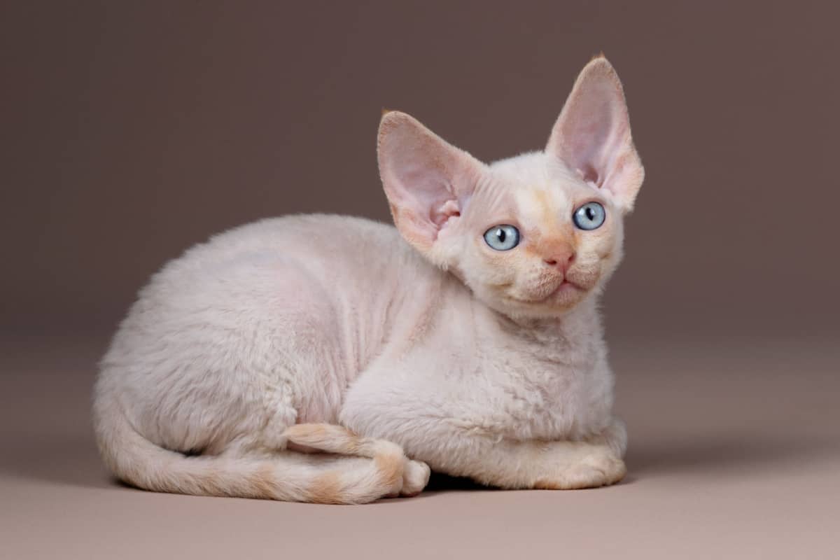 little white kitten breed Devon Rex