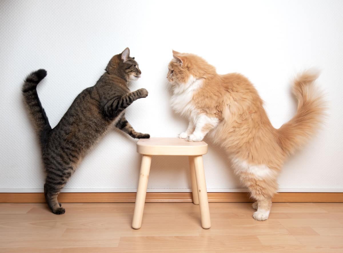 two cats facing each other on a wooden stool in front of white wall, one cat is raising it's paw - how to safely break up a cat fight