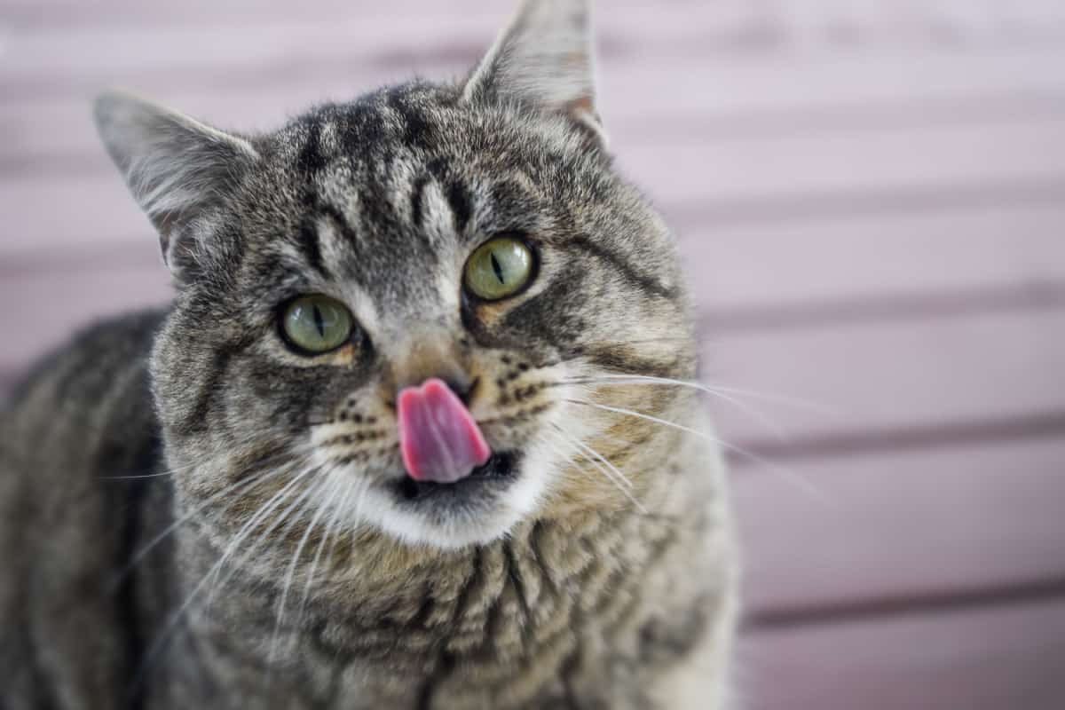 A pixie-bob cat licking its nose