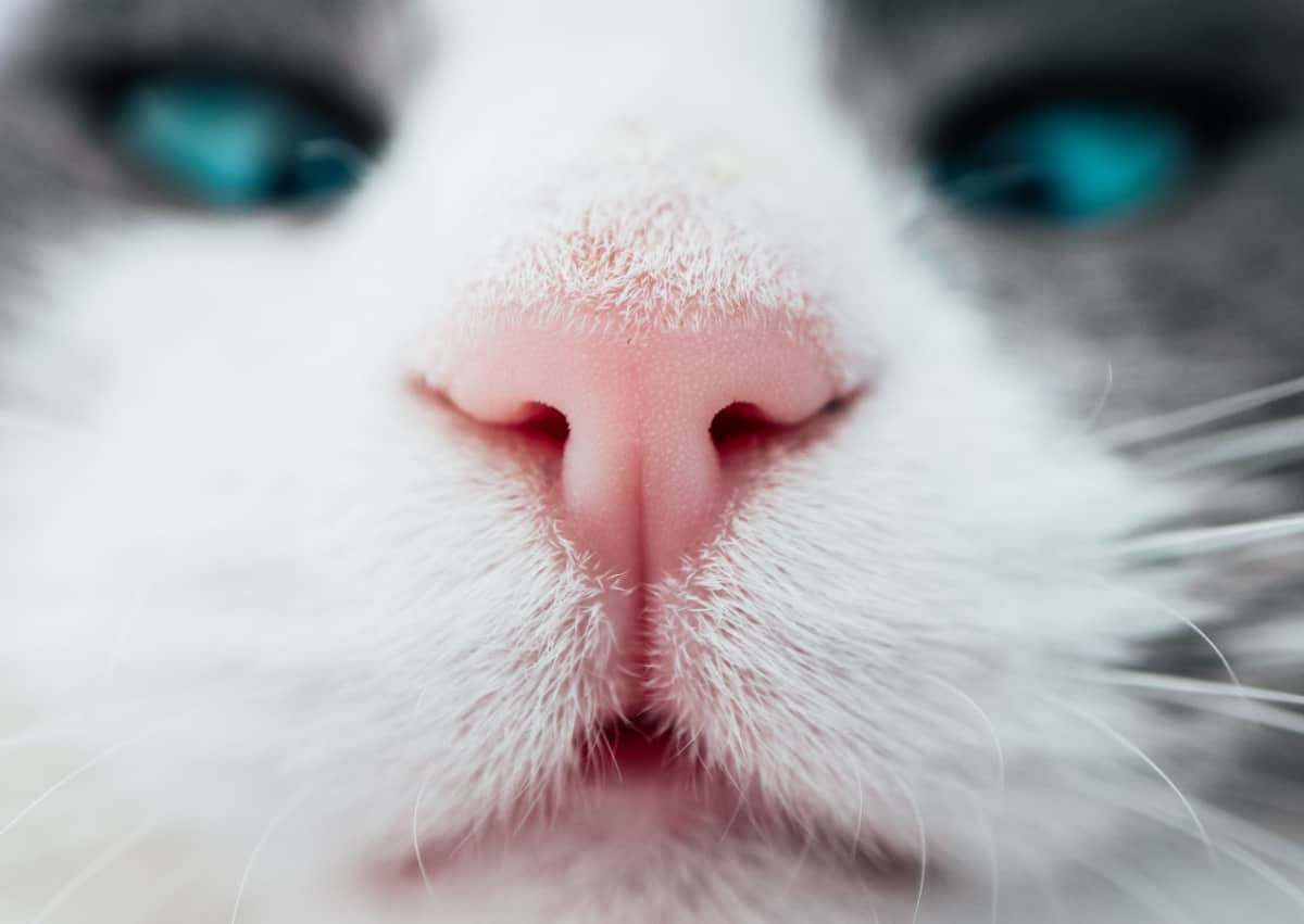 White cat's nose, macro view