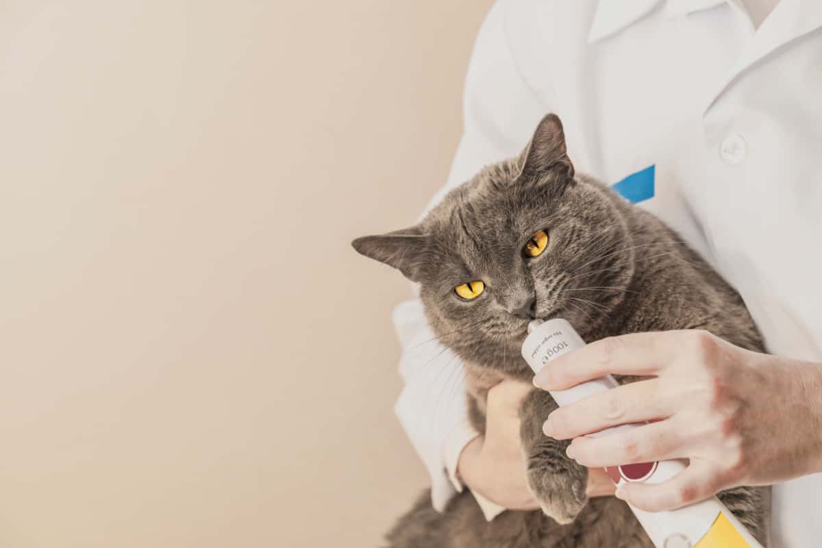 cat is getting medicine from veterinarian 