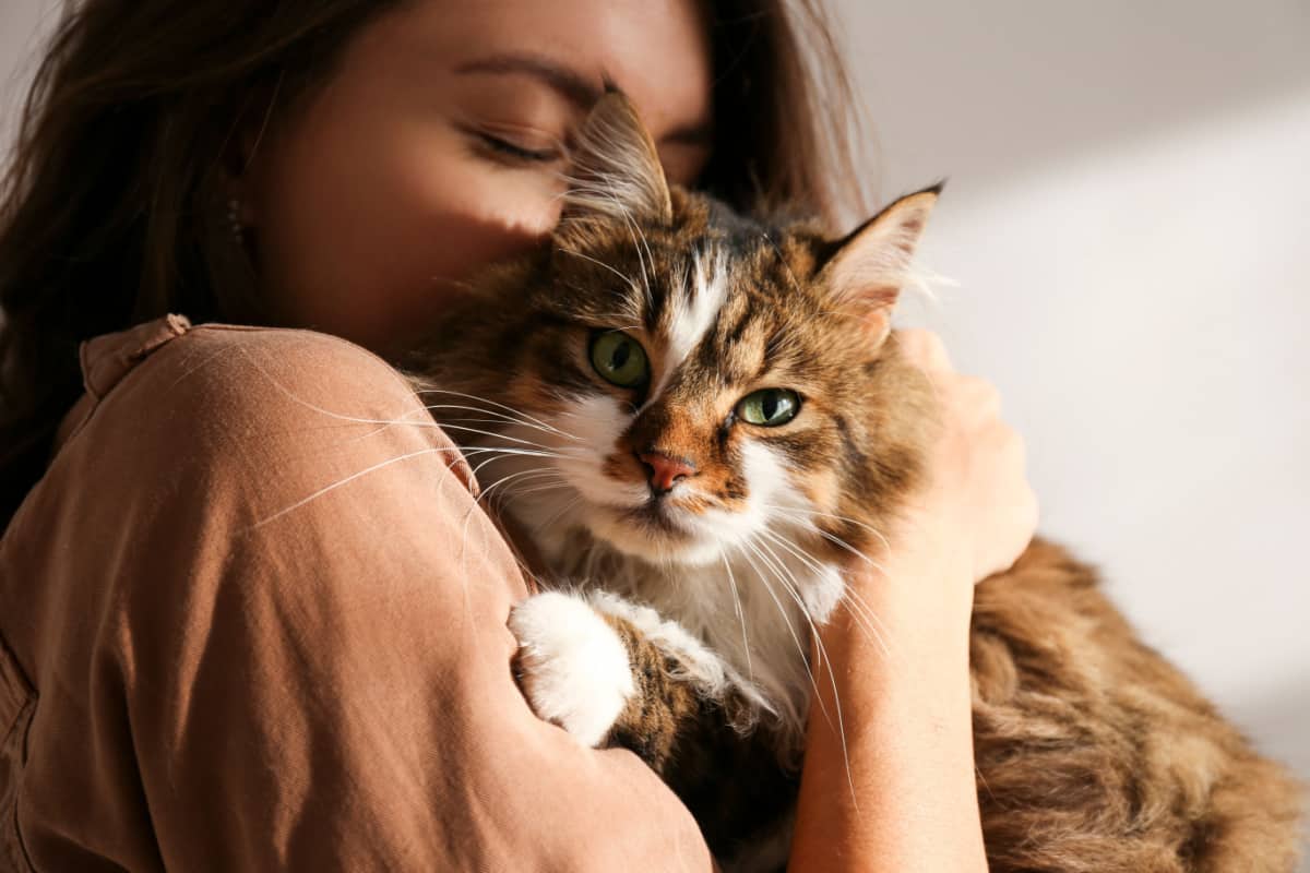 young woman hugging cute siberian cat with green eyes