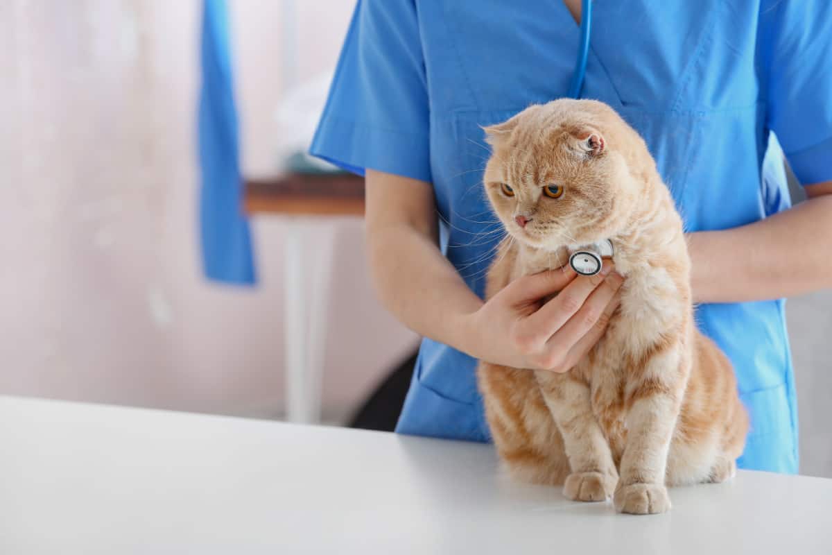 Veterinarian examining cat in clinic