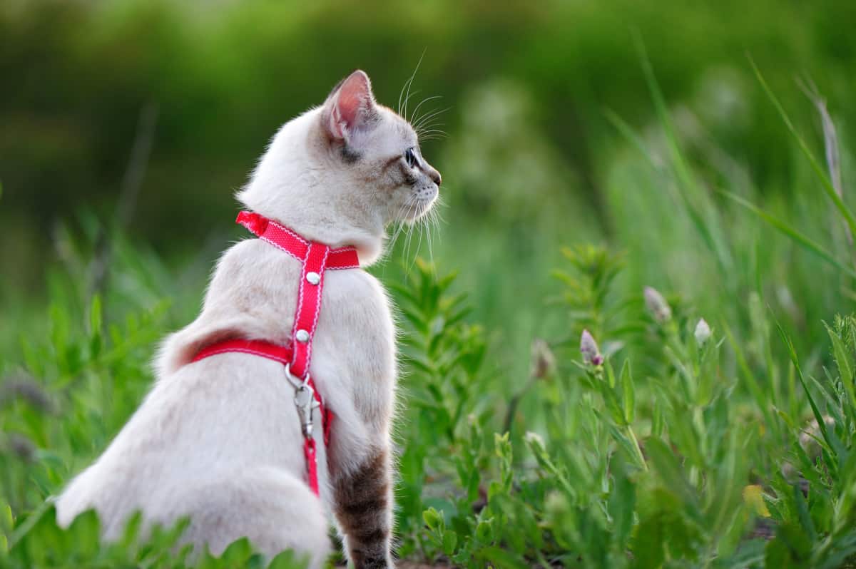 View from behind of a cat sitting in the grass  --  harness and leash training for cats