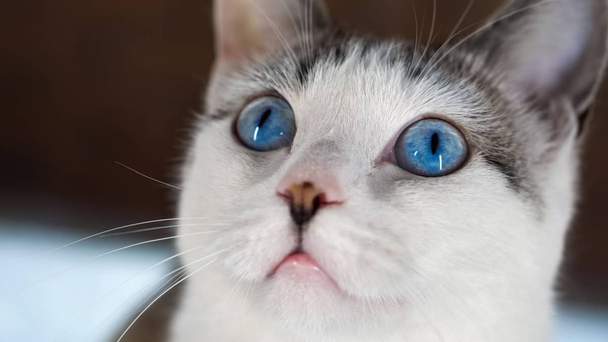 blue-eyed beautiful domestic cat is looking up