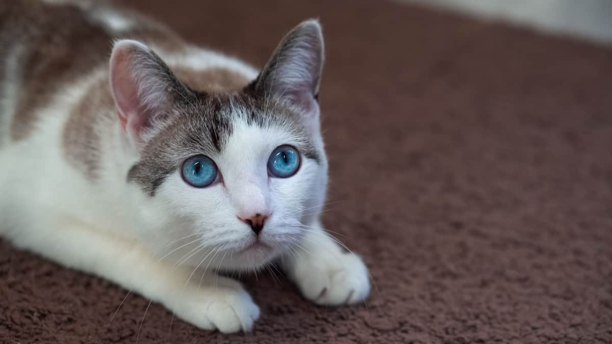  Adult cat lies on the carpet and looking up