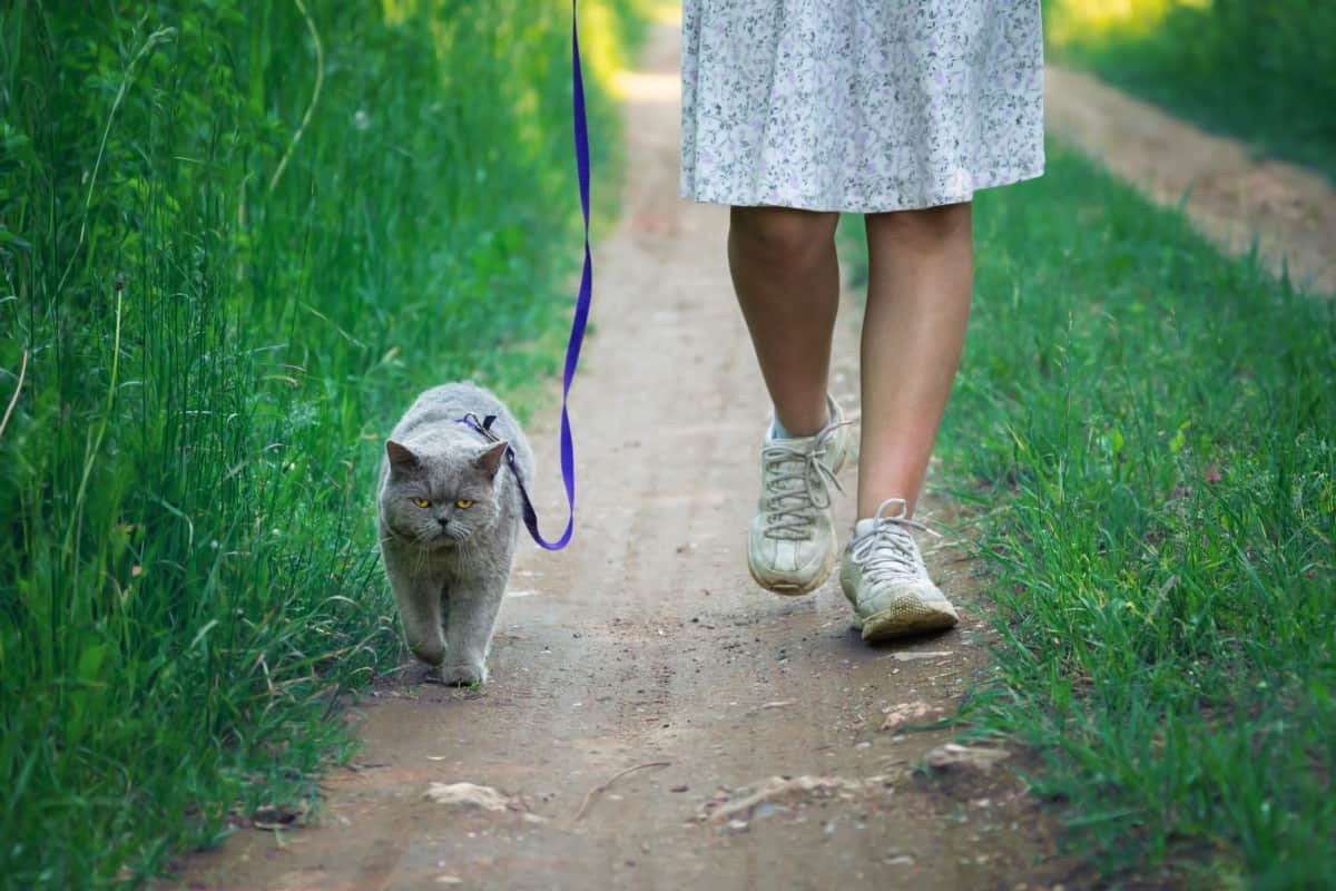  cat walks on a leash led by a teen girl -  harness and leash training for cats