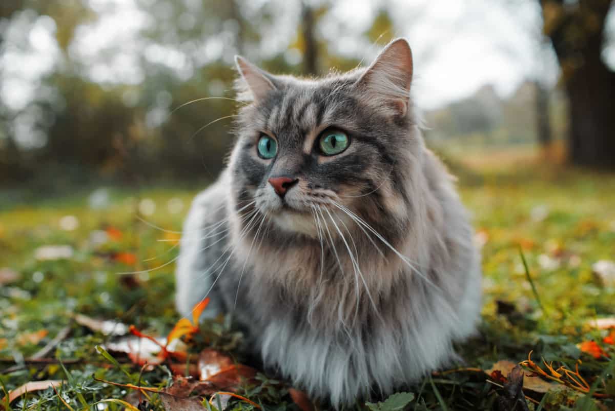 Portrait of a fluffy gray Siberian cat with green eyes in nature