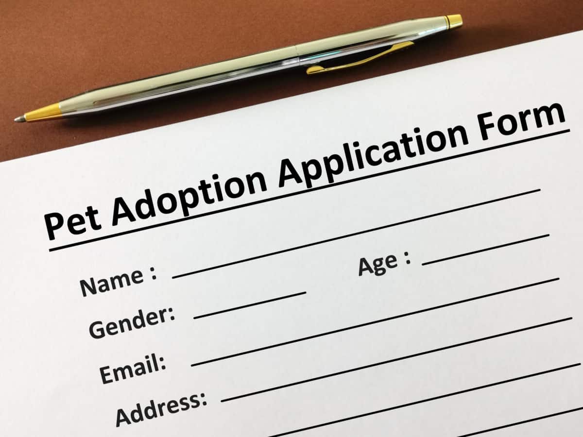 pet adoption application form Forever Home For Your Kittens