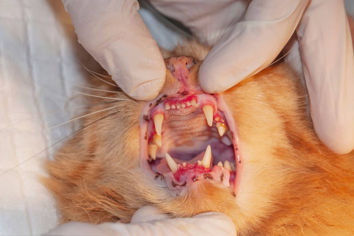 Abrir y examinar la boca del gato: primeros auxilios para gatos.