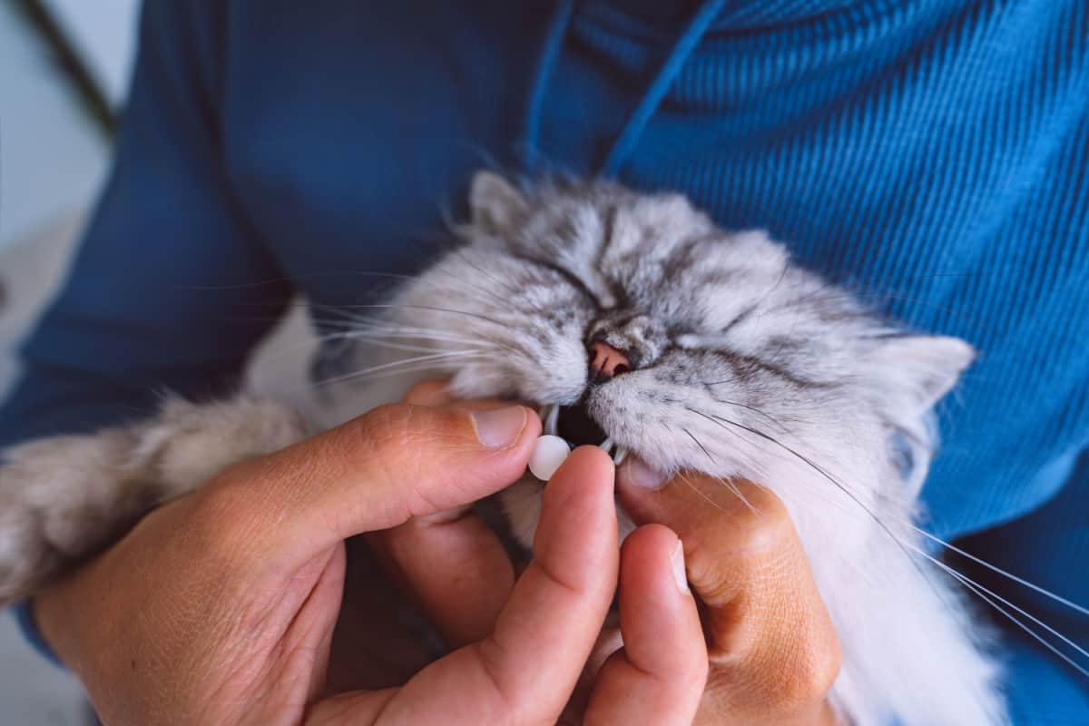 Owner giving a pill to sick cat.
